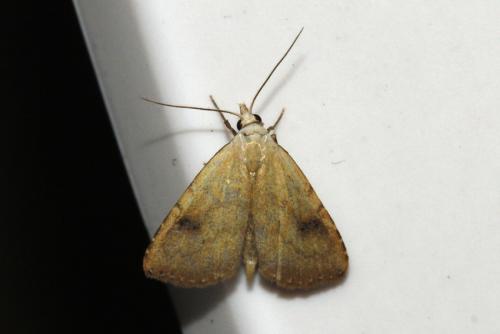 Réf. 188 976 : Rivula sericealis